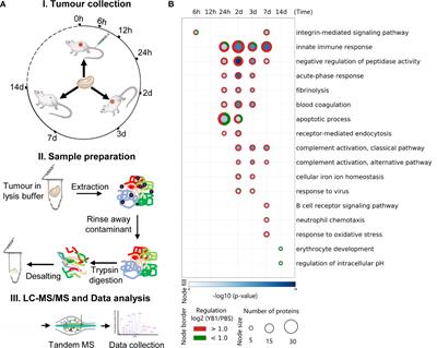 Tumor Temporal Proteome Profiling Reveals the Immunological Triple Offensive Induced by Synthetic Anti-Cancer Salmonella